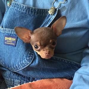 Meet your Posher, Susie